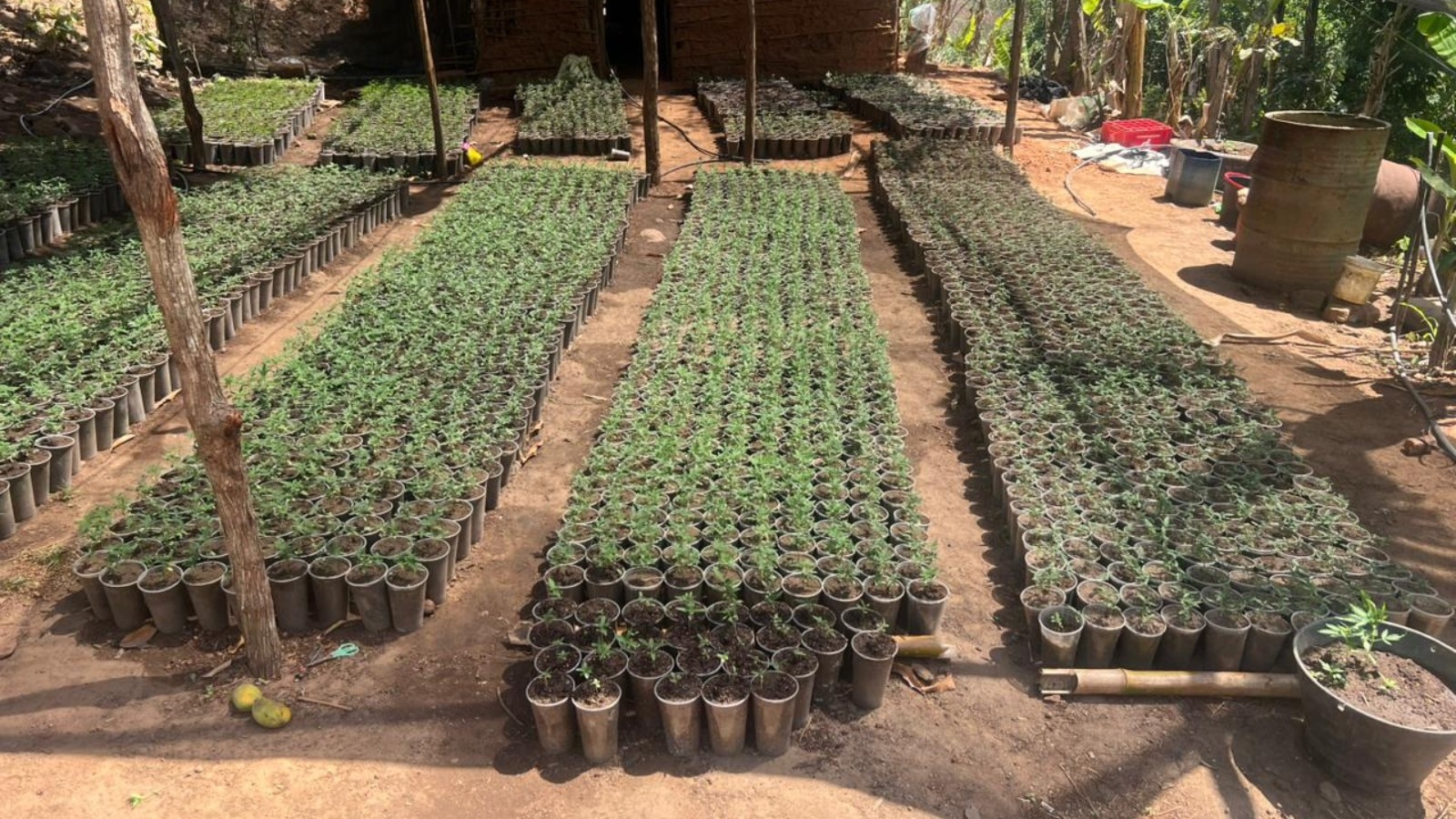 Polícia encontra e destrói plantação com 20 mil mudas de maconha no Ceará