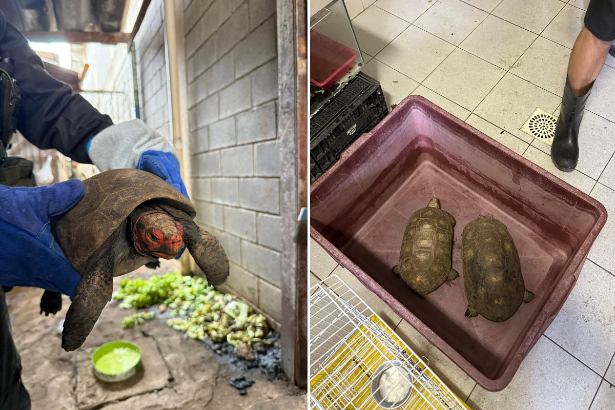 Jabutis mantidos em cativeiro irregular são resgatados no litoral de SP 