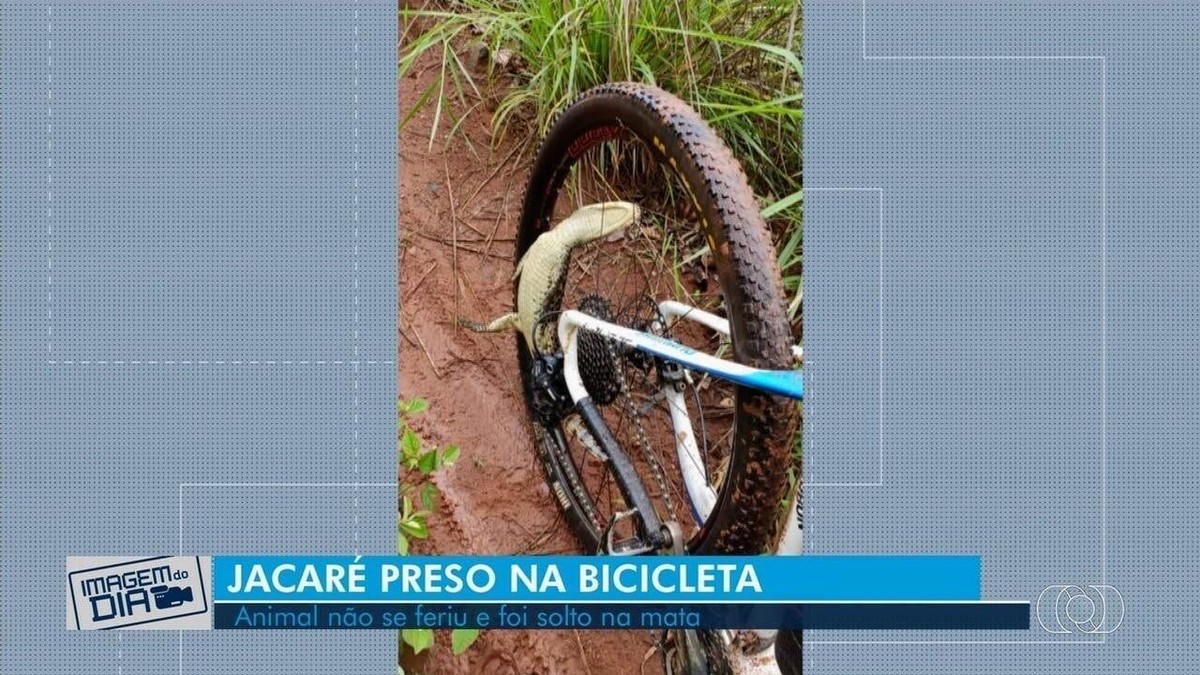 Ciclista Resgata Filhote De Jacar Que Ficou Preso Na Roda Da Bicicleta