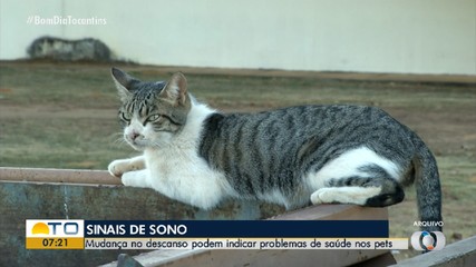 Mudanças na rotina de sono dos pets pode indicar problemas de sáude