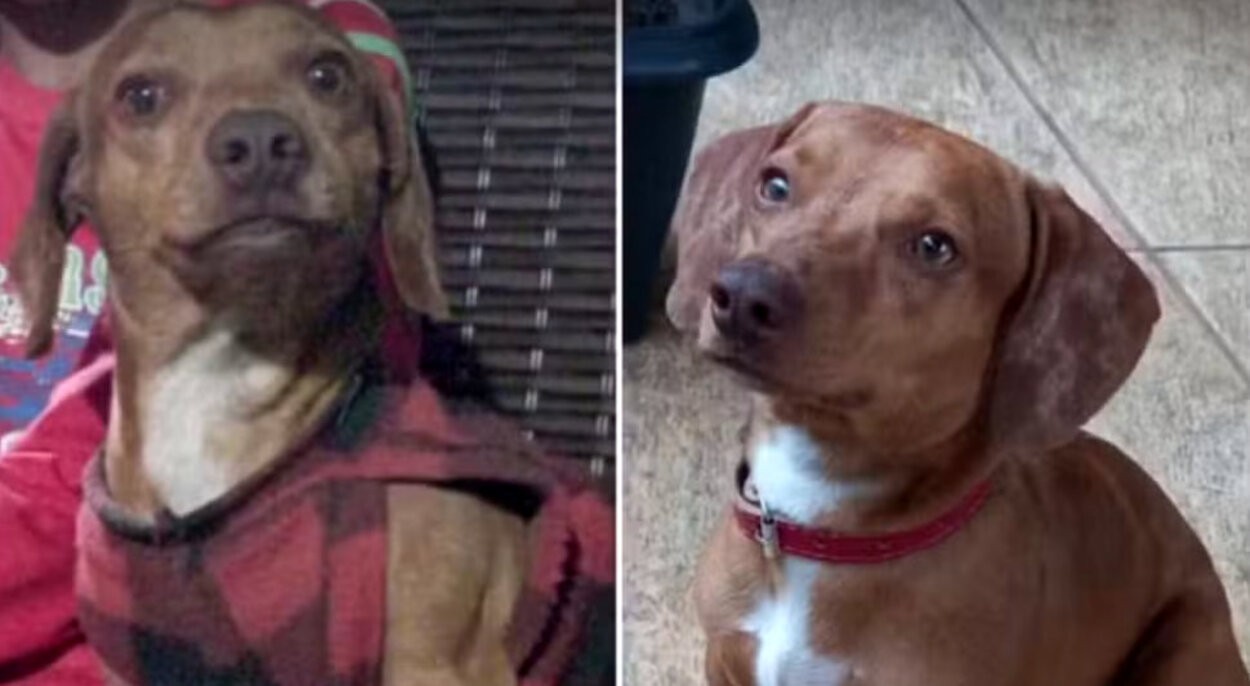 Cachorro morre após ser degolado e tutora desmaia ao encontrar corpo; foi o 2º caso em 3 meses