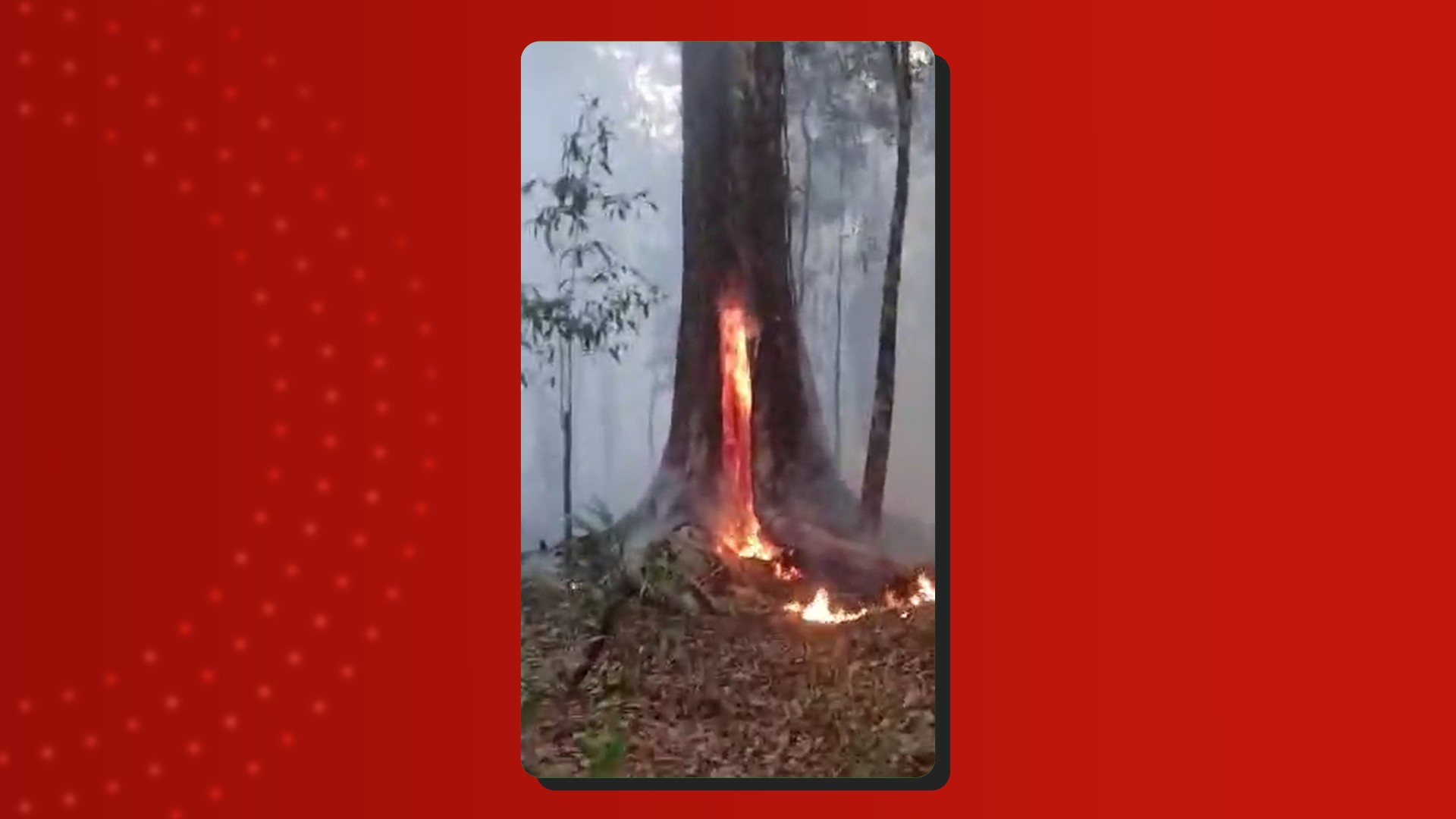 Incêndio atinge área de mata de comunidade ribeirinha próxima a Manaus