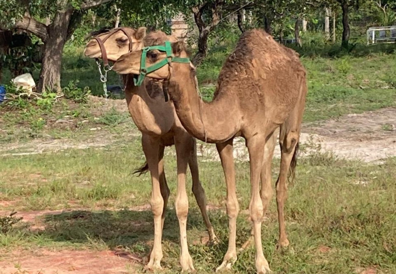 Sherazade, Natalina e Safira: camelos que encantaram a web receberam nomes bíblicos, árabes e persas