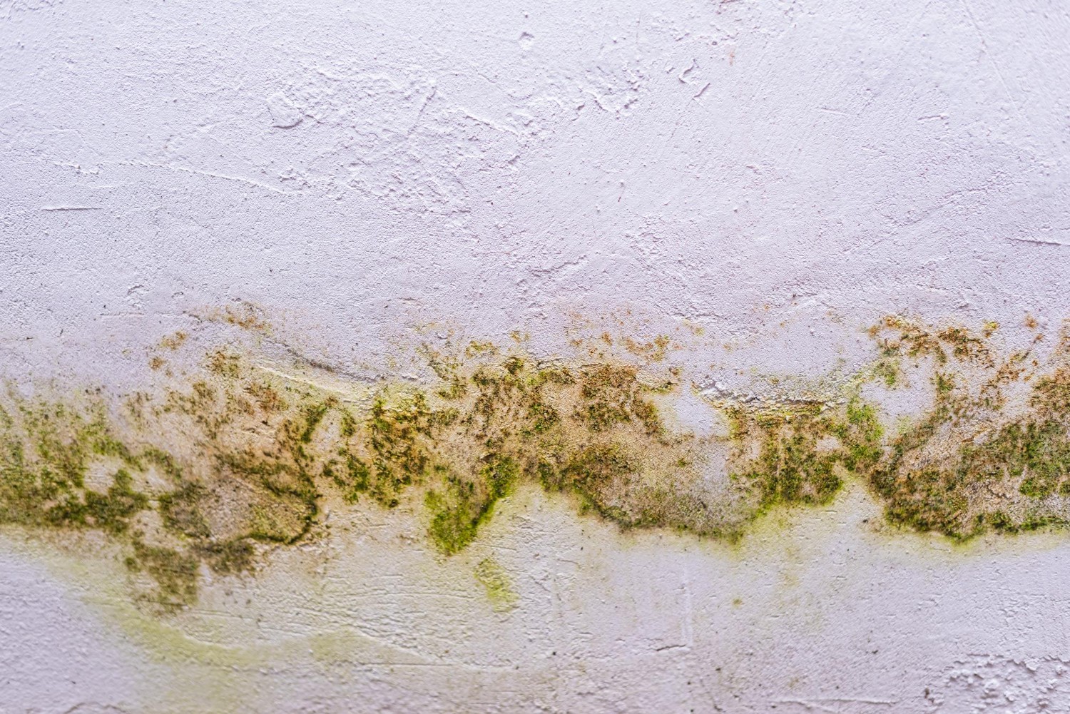 Mofo no teto do banheiro: saiba como acabar com as manchas no ambiente