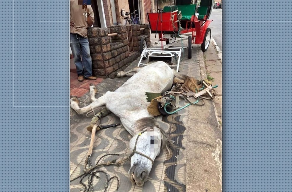 Égua morre durante passeio de charrete em Caxambu; laudo apontou envenenamento — Foto: Reprodução EPTV