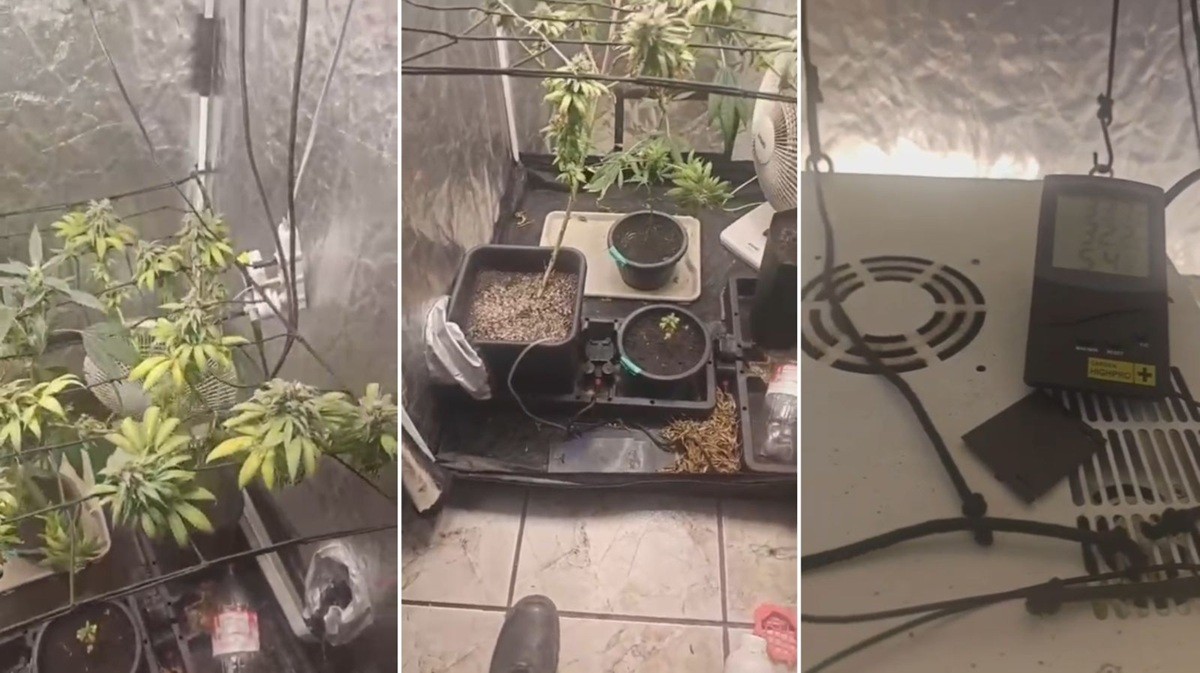 Briga de casal termina com apreensão de estufa de maconha em São Pedro da Aldeia