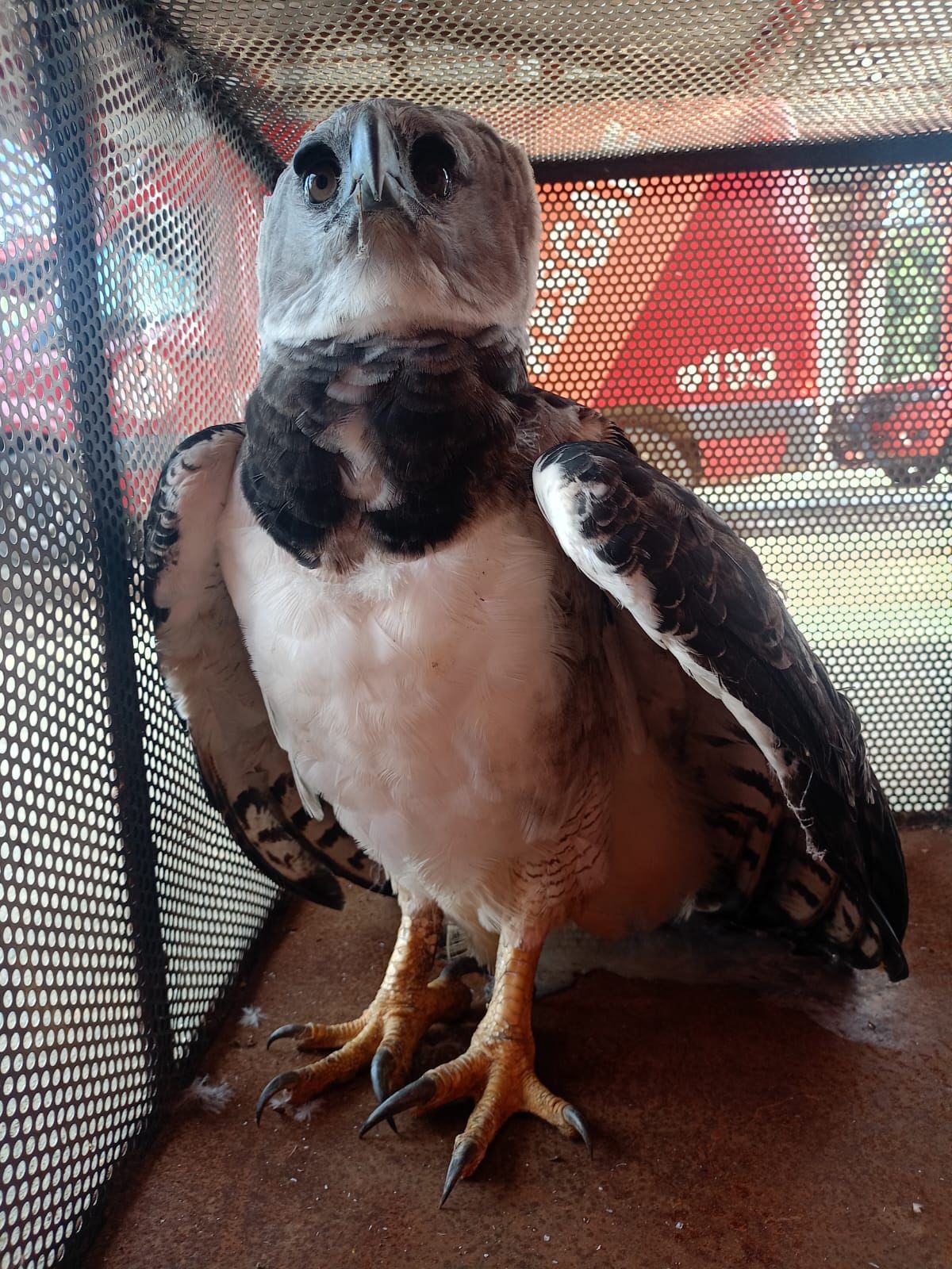 Maior águia das Américas colide com caminhão, fica presa na cabine e é resgatada 100 km depois em RO