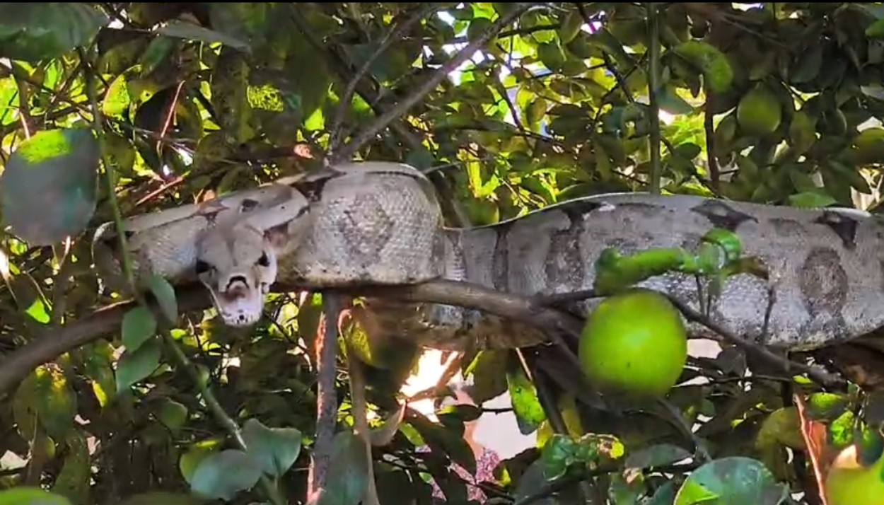 VÍDEO: cobra jiboia de 2 metros é capturada em pé de limão em chácara no interior de SP