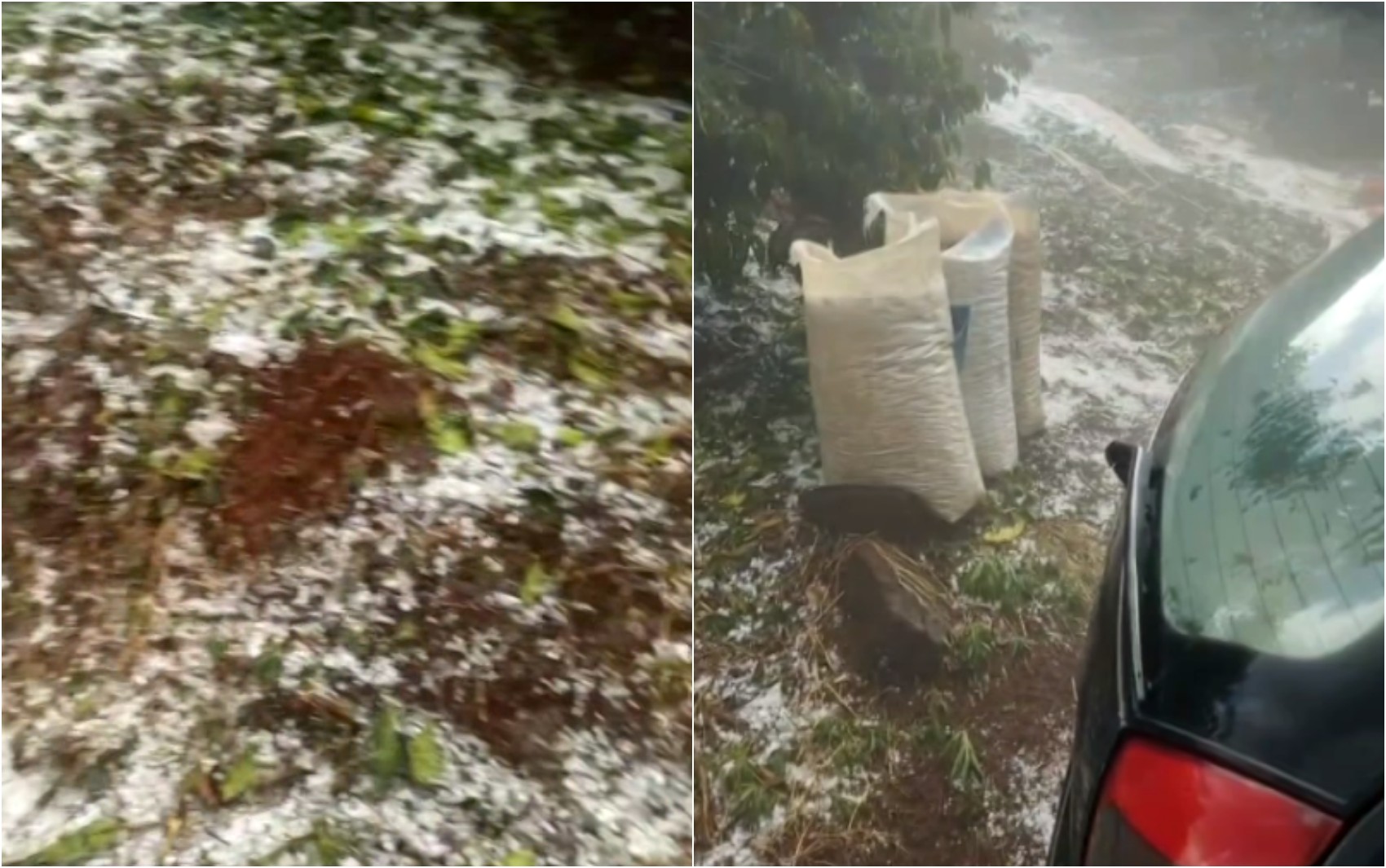 Cafeicultores atingidos por granizo devem agir rápido para garantir direitos e acionar seguro; entenda