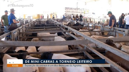 Exposição de animais é um dos destaques da Agrotins 2024