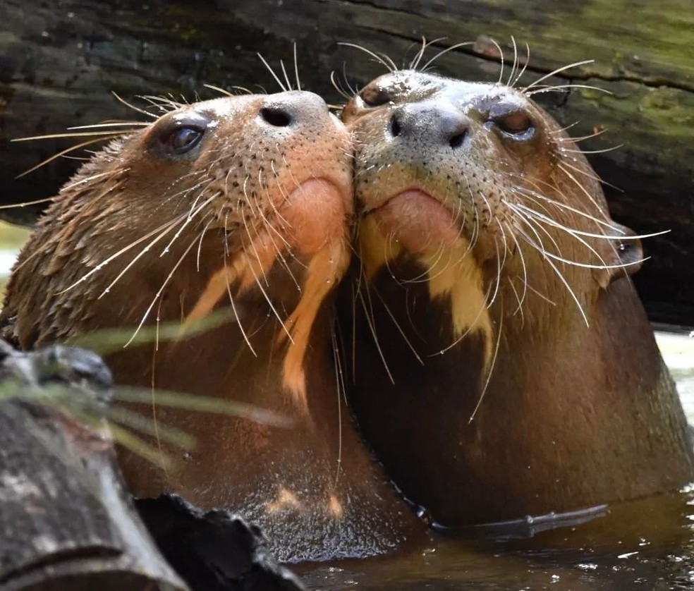 Casal de ariranhas registrado no Pantanal — Foto: Divulgação