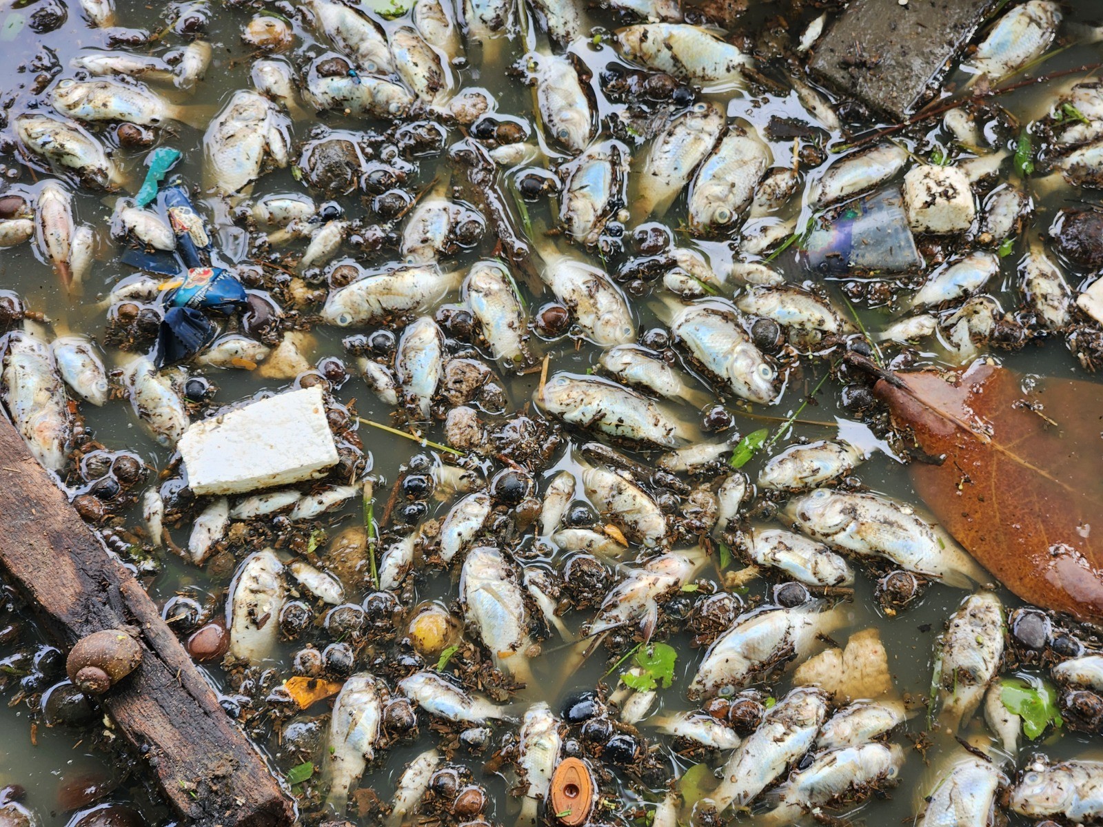 Peixes são encontrados mortos na Praça Floriano Peixoto em Macapá