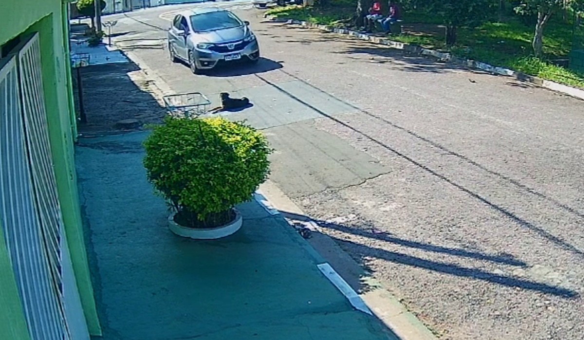 VÍDEO: motorista de aplicativo atropela cachorro e deixa local sem prestar socorro em Valinhos