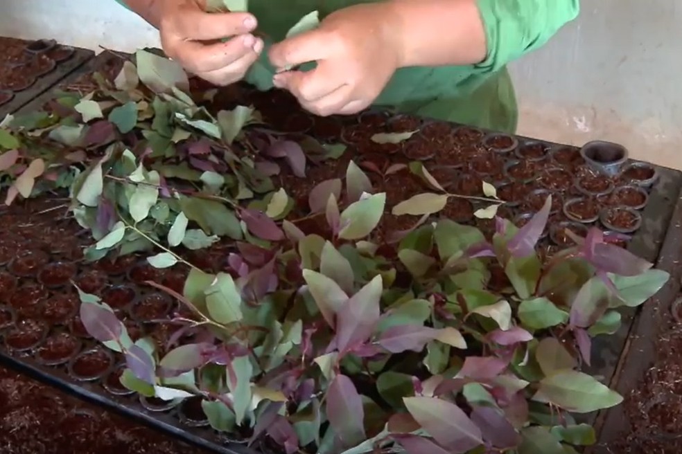 A celulose é o principal produto exportado pelo estado. — Foto: MARCUS VINNICIUS