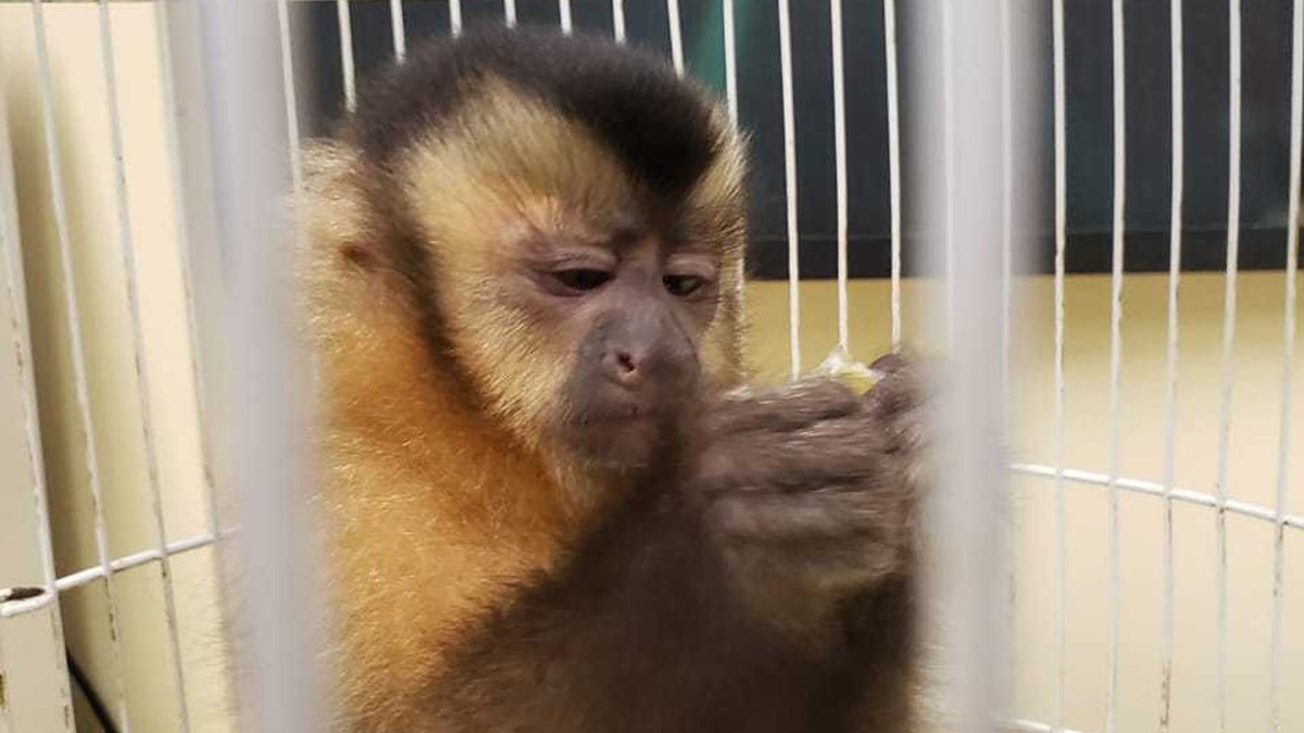 Guarda Municipal resgata macaco-prego abandonado em porta de