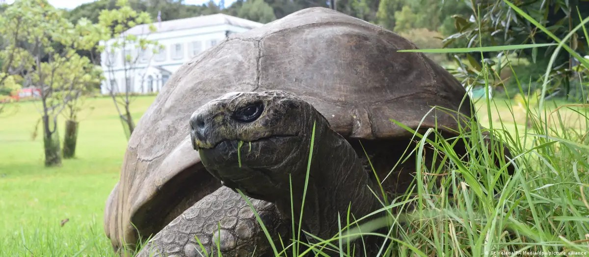 194 anos: O segredo de Jonathan, o animal terrestre mais velho do mundo