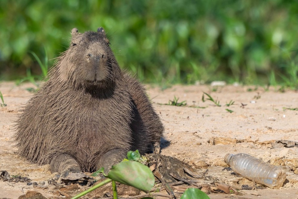 Capivara é fotografada ao lado de uma garrafa PET em Porto Jofre, no Pantanal de Mato Grosso. — Foto: Cibele Manfredini