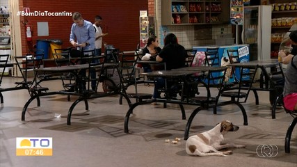 Protetores cobram políticas públicas voltadas para animais de rua na Capital