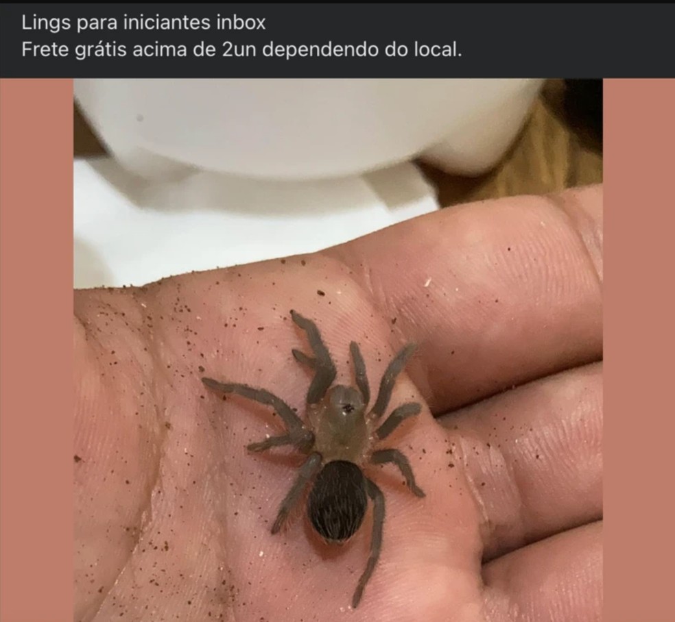 Animais são vendidos em páginas no Facebook e em grupos de Whatsapp acompanhados pela BBC News Brasil — Foto: Reprodução