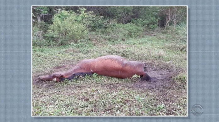 Picada de cobra em cavalo: Confira os principais sinais do problema