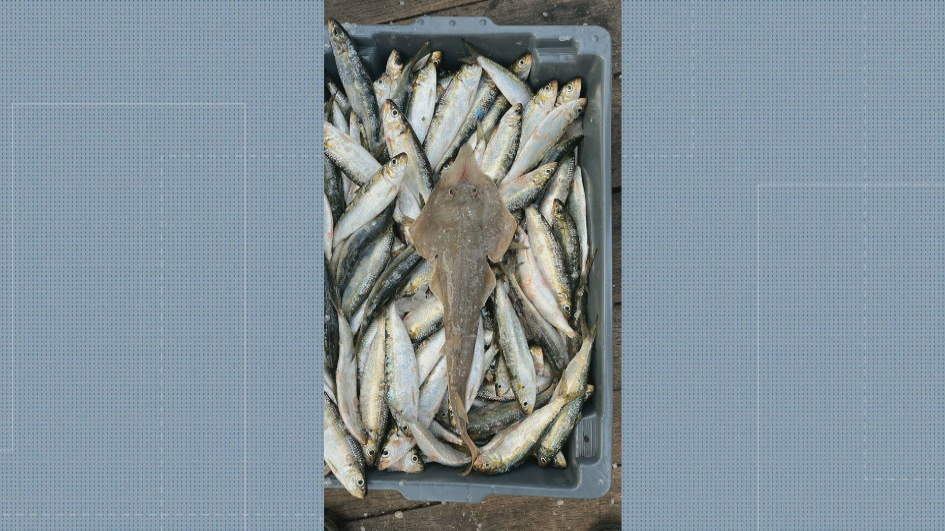 Você Não Tá Convidada pro Meu Bat Mitzvá!