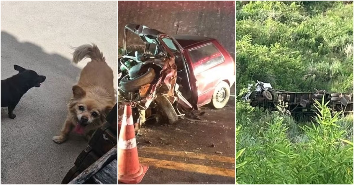 Você viu? Morte de cadelas na volta de pet shop, motorista morre ao pular de caminhão desgovernado e acidente com 4 carros na BR-116