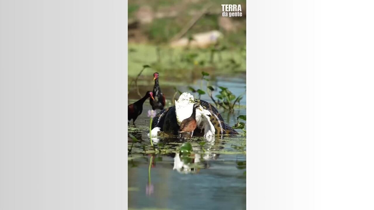 Sucuri-amarela é flagrada predando garça no Pantanal, MT