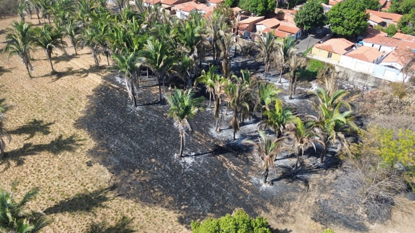 Fogo consumiu mais de 61 hectares em áreas de pesquisa e reserva ambiental, aponta Embrapa