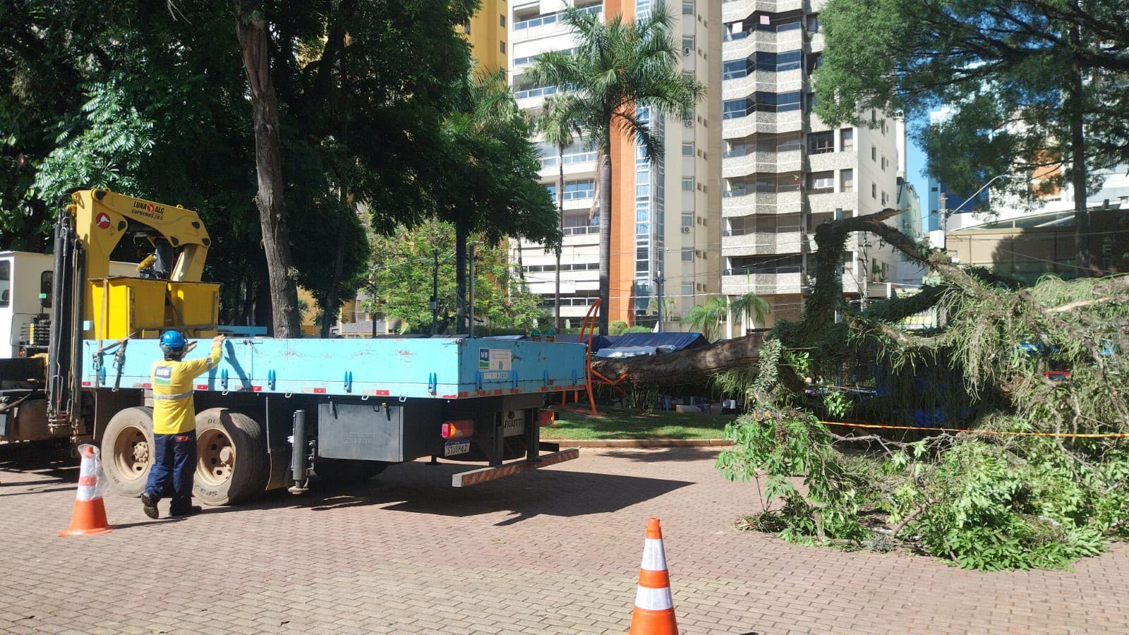Árvore de grande porte cai no Centro de Convivência, em Campinas