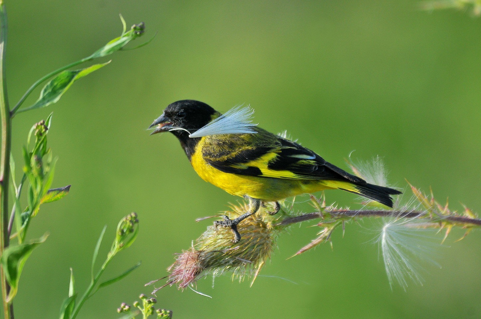 O presente, de presente