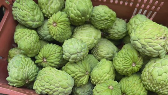 Produtores colhem safra de atemoia, uma fruta doce e com casca rugosa - Em Jarinu (SP) uma família produz 300 toneladas da fruta por safra nos 20 hectares de plantação. A produção faz parte dos 70% que o Brasil exporta para Canadá e Inglaterra.