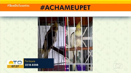 Acha Meu Pet: telespectadora encontra calopsita na região norte de Palmas