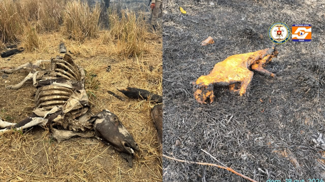VÍDEO: queimadas deixam animais mortos e destroem vegetação em Santarém e Belterra
