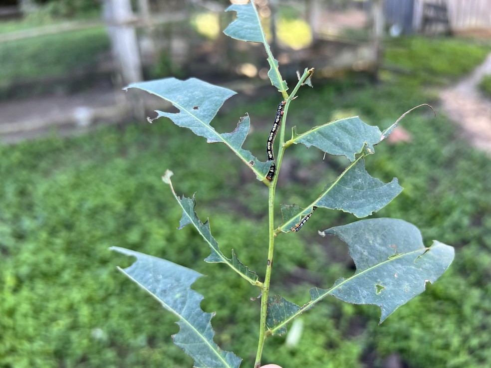 Curuquerê-dos-capinzais (Mocis latipes) é a fase larval de mariposa e se alimenta de todo tipo de vegetação — Foto: Caíque Rodrigues/g1 RR