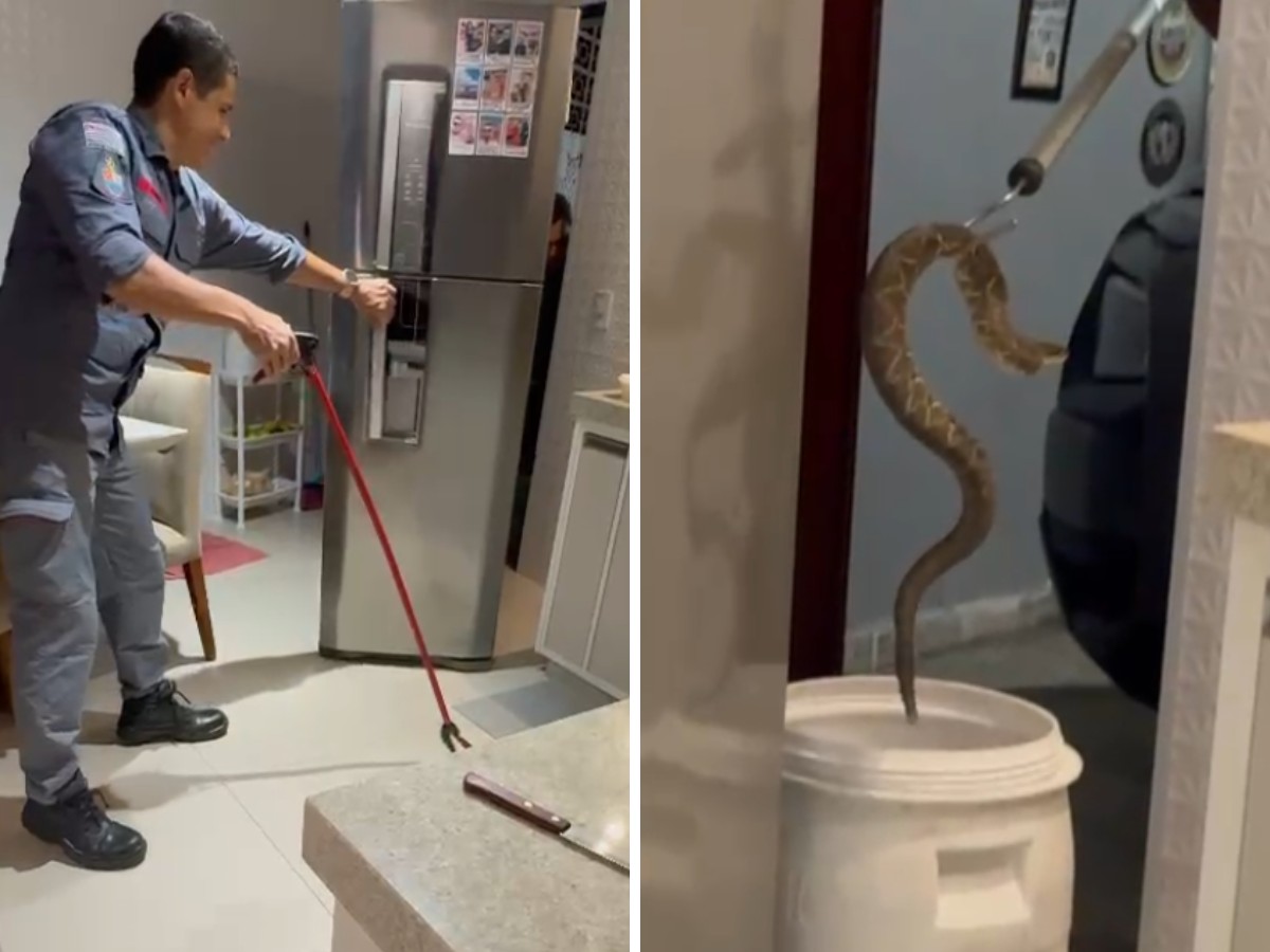 Cobra cascavel é capturada dentro de cozinha de casa em Louveira