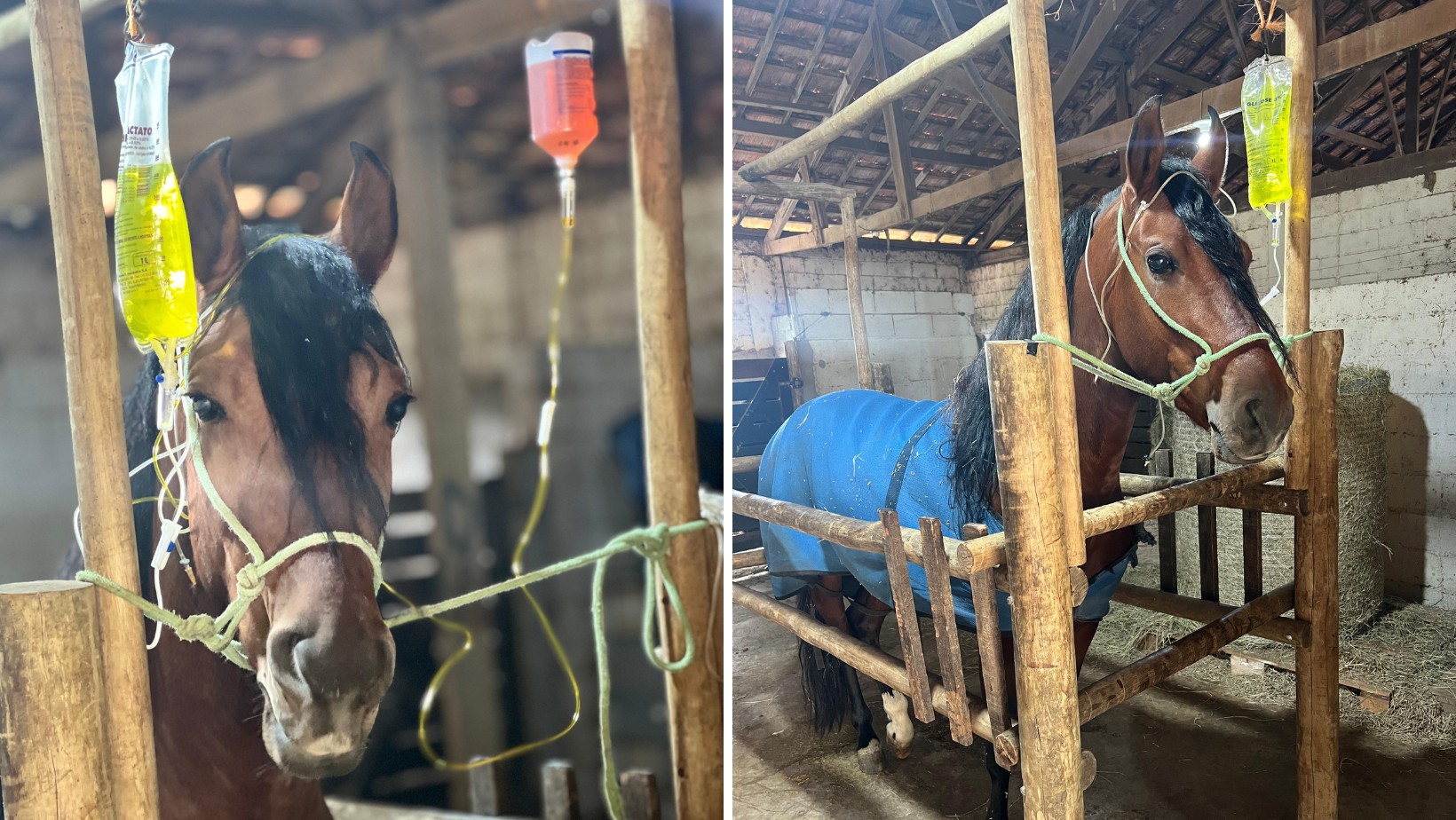 Ração contaminada pode ter causado a morte de 37 cavalos no Vale e região; Ministério da Pecuária investiga denúncias