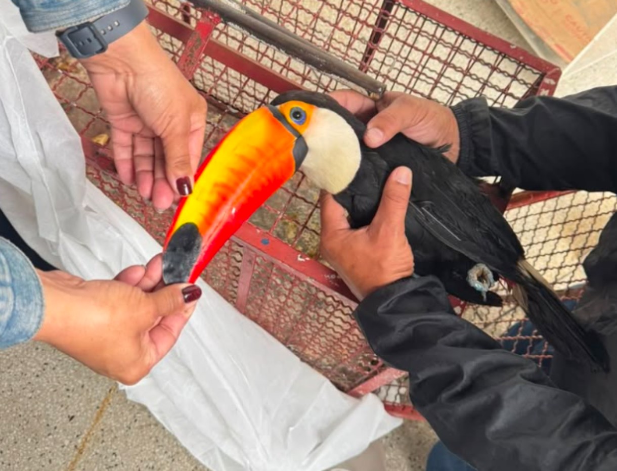 Tucano resgatado em Valença é devolvido à natureza