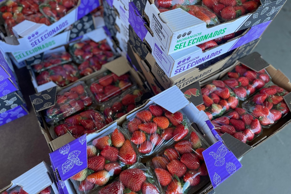 Morango do Amor faz preço da fruta subir 35% e vendas batem recorde na Ceasa MS