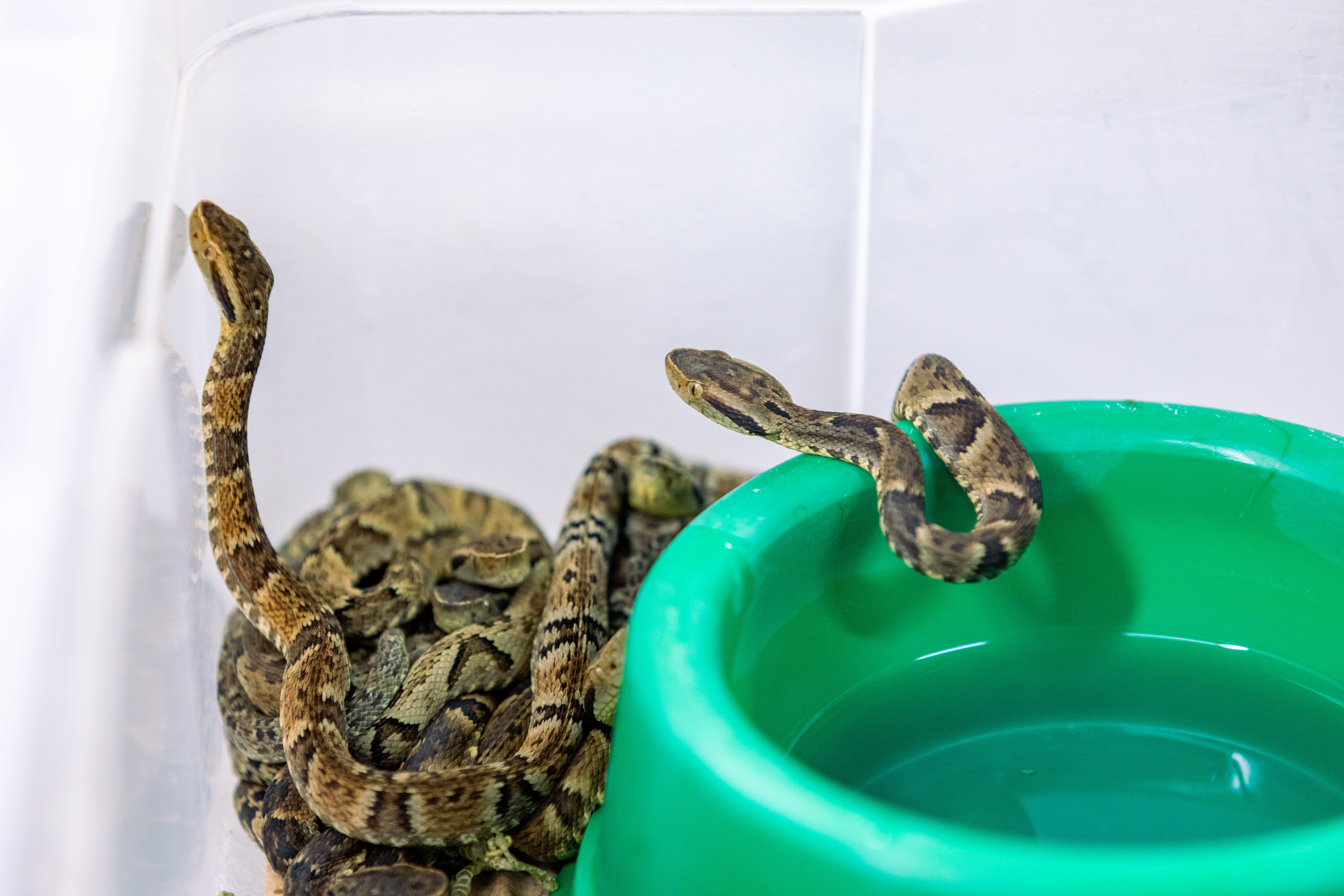 Como veneno da jararaca está fazendo cientistas repensarem o funcionamento das células