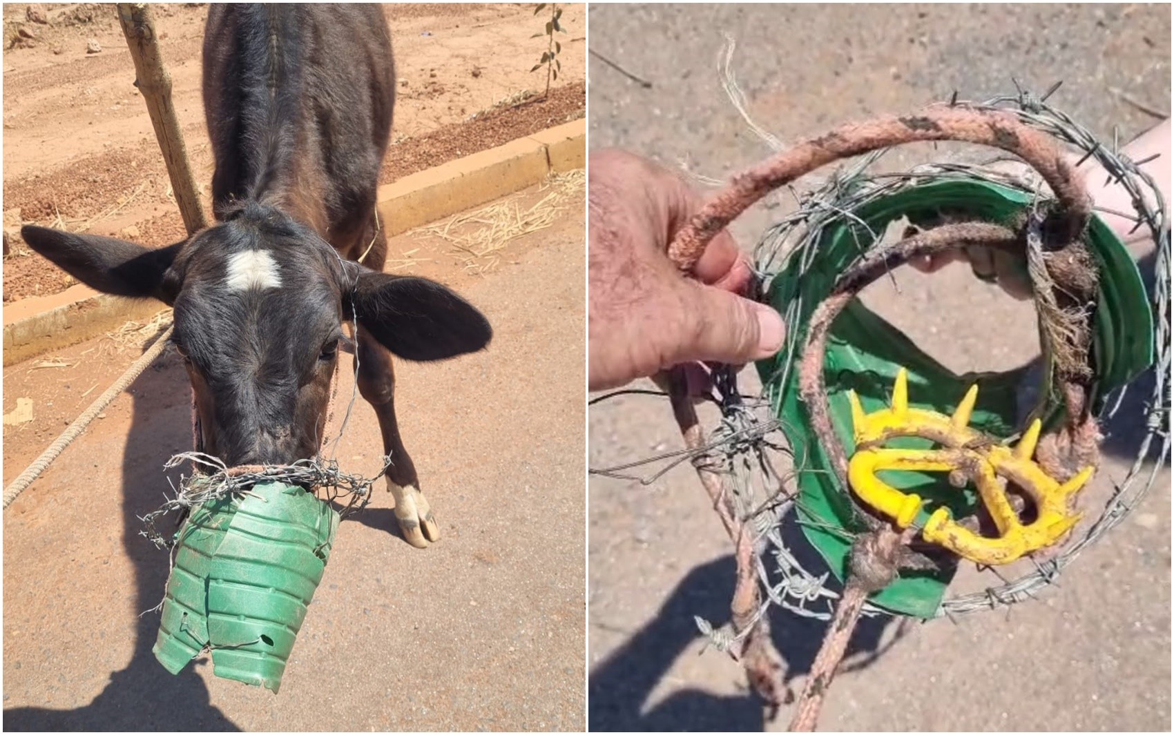Morador salva bezerra encontrada com galão e arame presos à boca; vídeo  