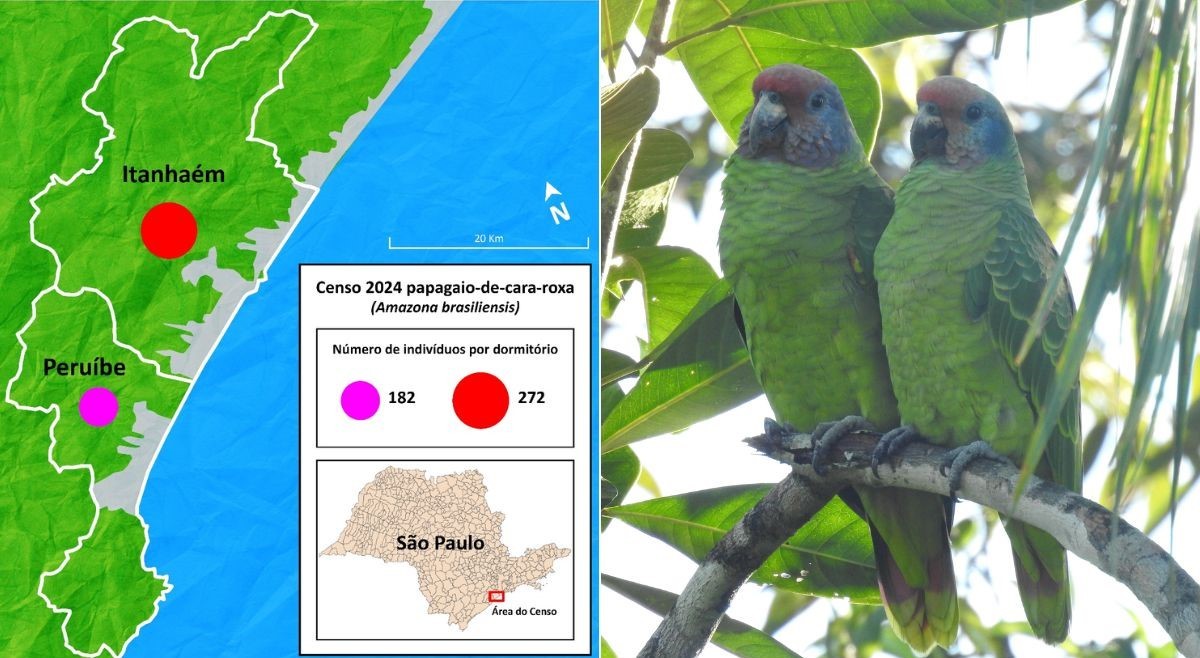 Espécie de papagaio visada pelo tráfico é mapeada no litoral de SP e preocupa especialistas; FOTOS  