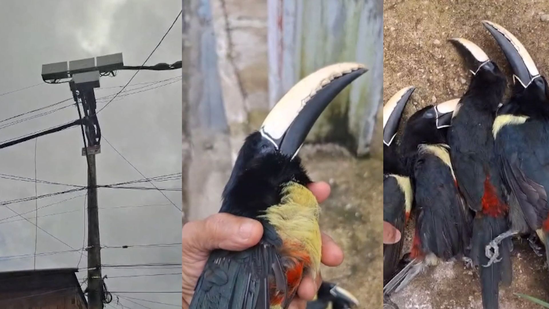 Tucanos são encontrados mortos por moradores no bairro Curió-Utinga, em Belém