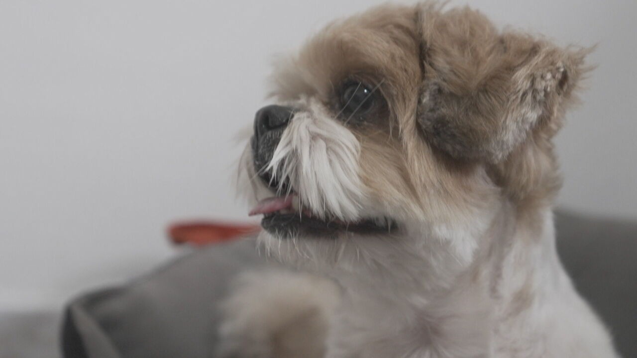 Cão com paralisia volta a se movimentar após tratamento com proteína desenvolvida no Brasil