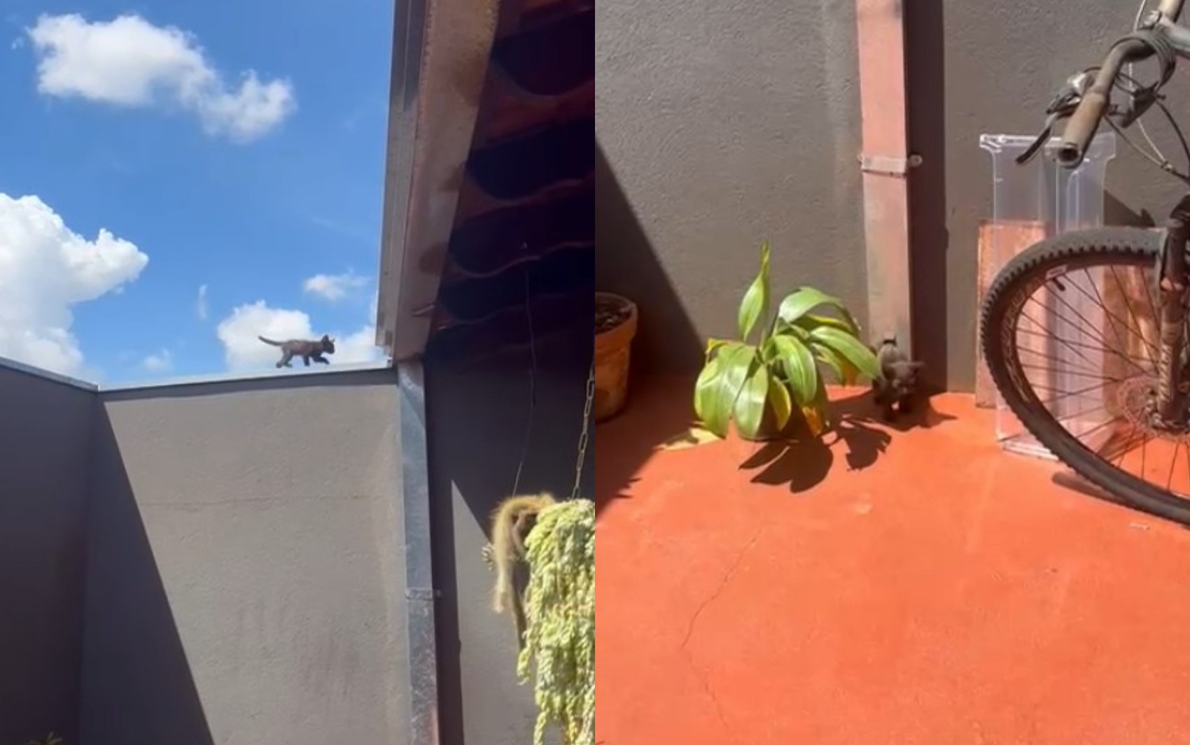 Filhote de gato usa calha de escorregador e diverte tutora no interior de SP; VÍDEO