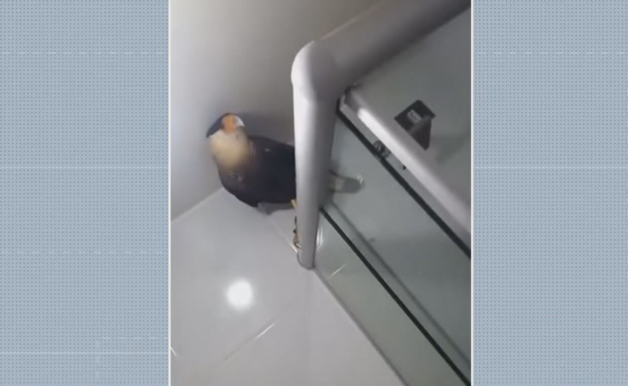 Carcará 'invade' banheiro de apartamento no Grande Recife; V