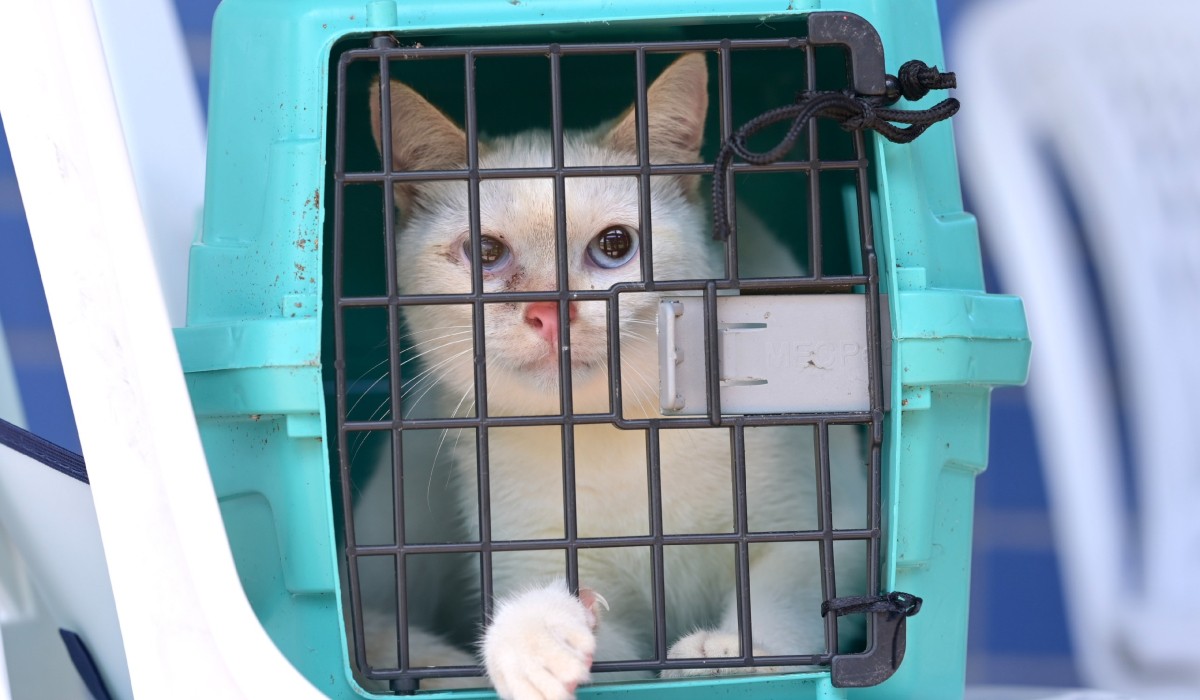 Manaus abrirá inscrição para castração gratuita de animais nos dias 29 e 30 de janeiro