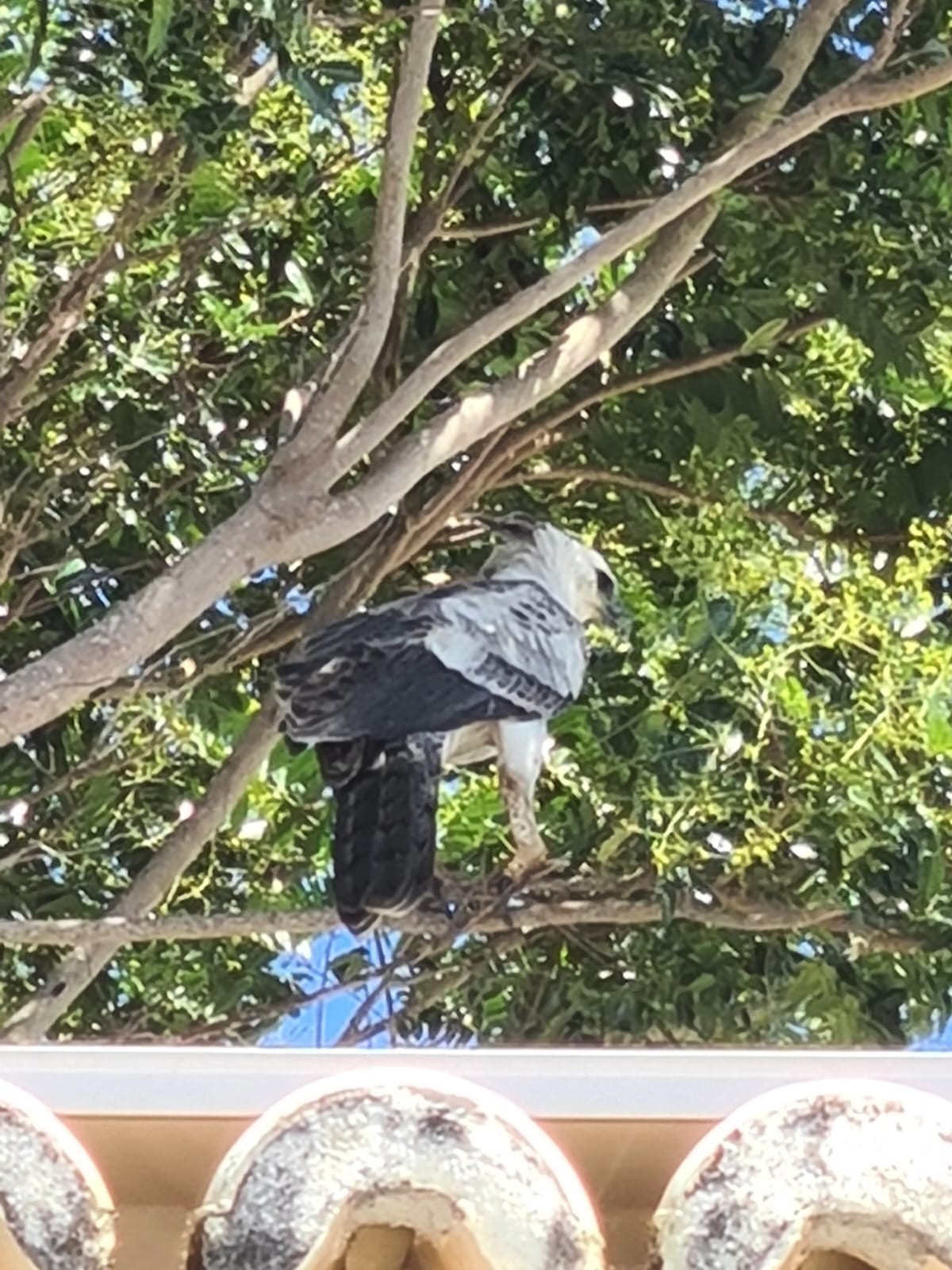 Incomum em áreas urbanas, harpia é flagrada na orla de Porto Seguro, BA