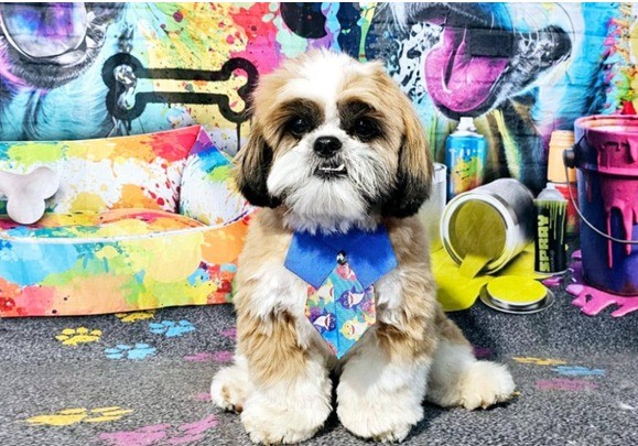 Você Não Tá Convidada pro Meu Bat Mitzvá!