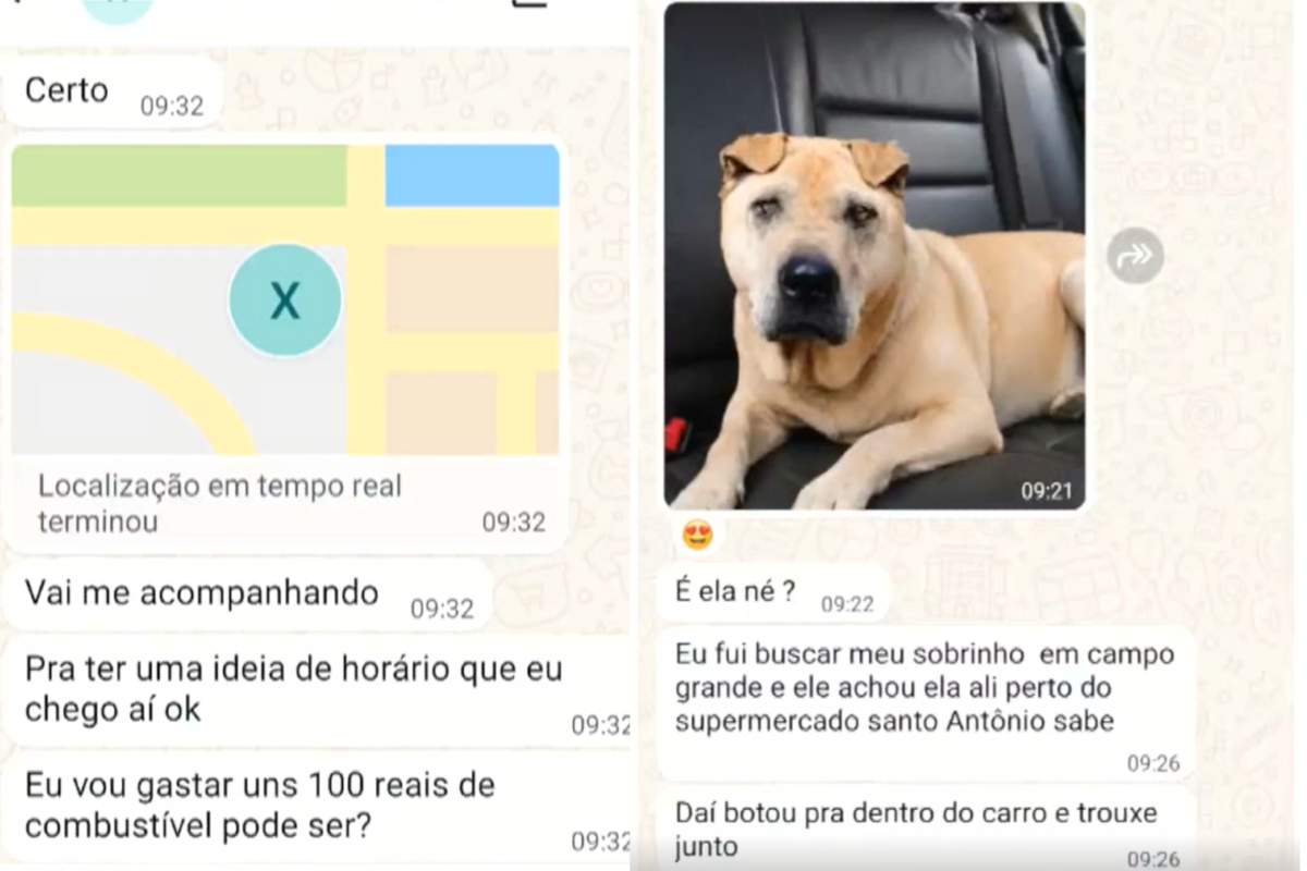 Golpe do pet desaparecido: criminosos usam IA para enganar e extorquir tutores em MS