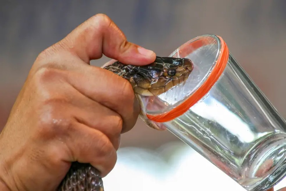 O estudo de toxinas continua sendo realizado com diferentes espécies — Foto: Getty Images via BBC